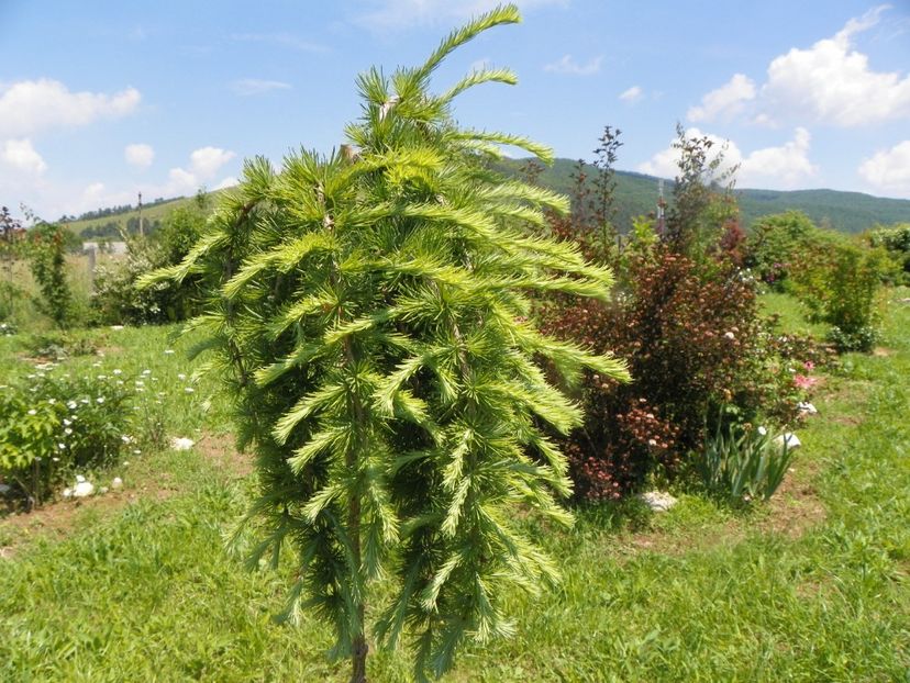 larix decidua pendula - Dobarland 2019 2