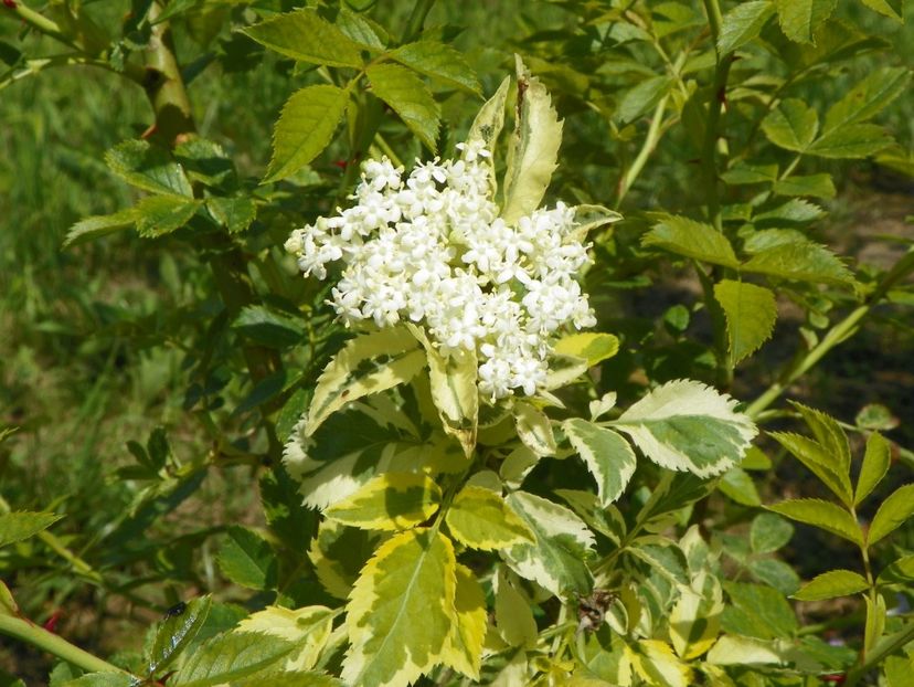 sambucus Madonna - Dobarland 2019 2