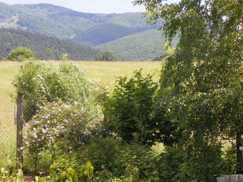 rosa canina - Dobarland 2019 2