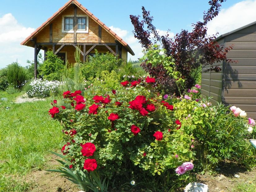 Zeelandia - Dobarland 2019 2