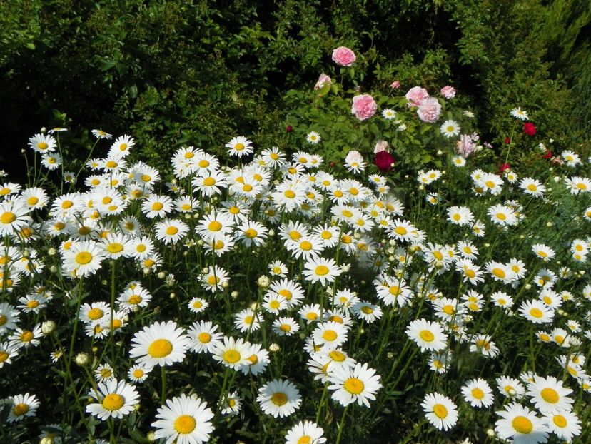 margarete si Kathryn Morley - Dobarland 2019 2