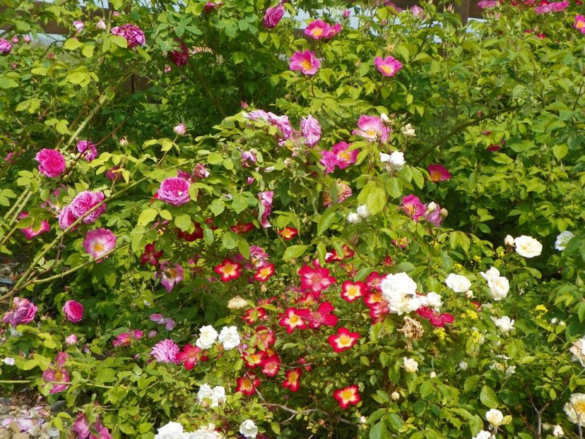 Star Profusion, Complicata - Trandafiri 2019 1