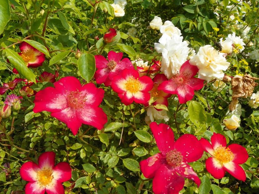 Star Profusion si Danae - Trandafiri 2019 1