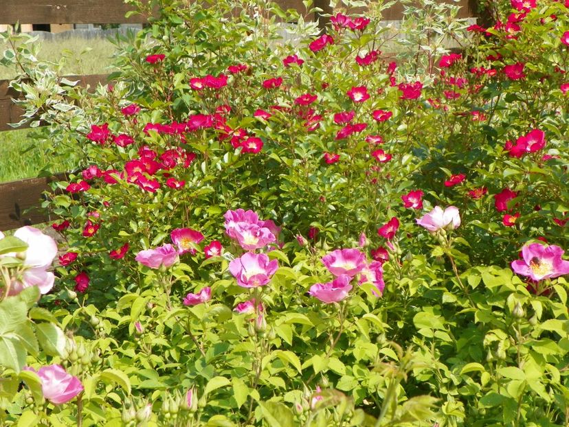 Complicata, Grand Duc Jean - Trandafiri 2019 1