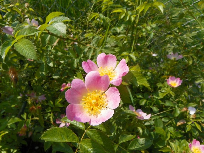 rosa canina - Trandafiri 2019 1