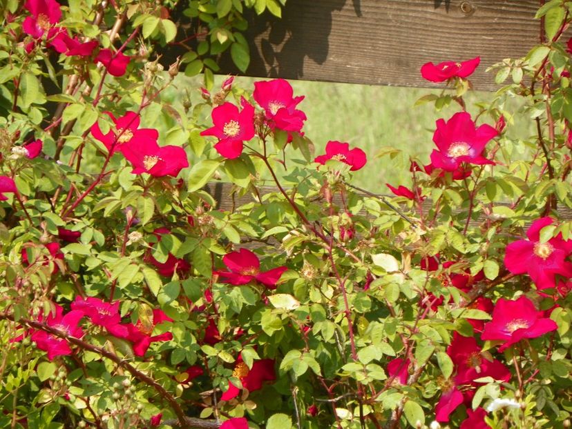 Scharlachglut - Trandafiri 2019 1