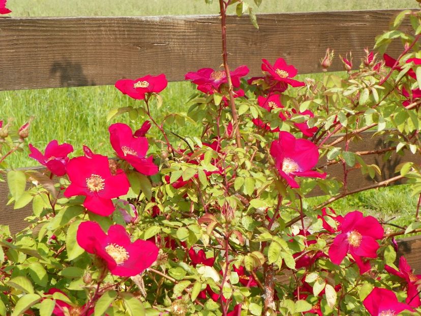 Scharlachglut - Trandafiri 2019 1