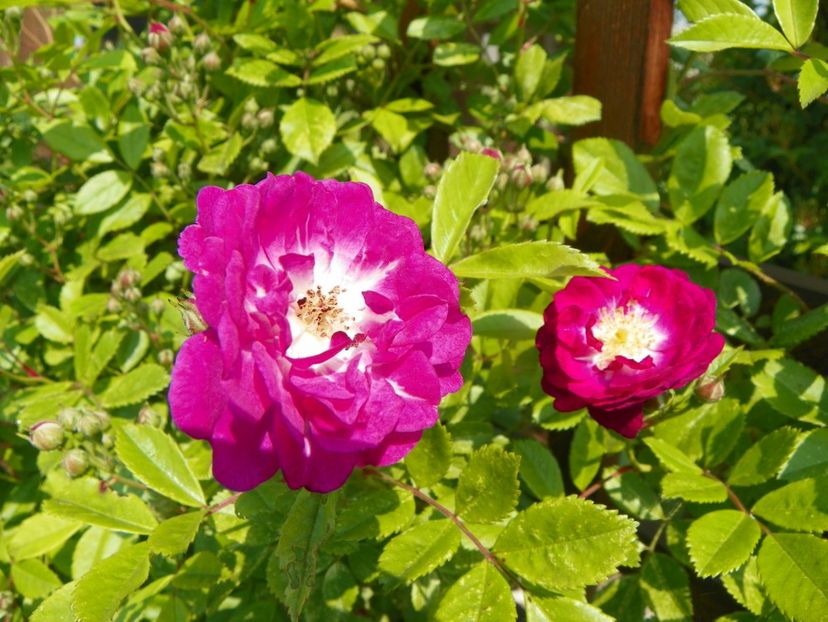 Perennial Blue - Trandafiri 2019 1