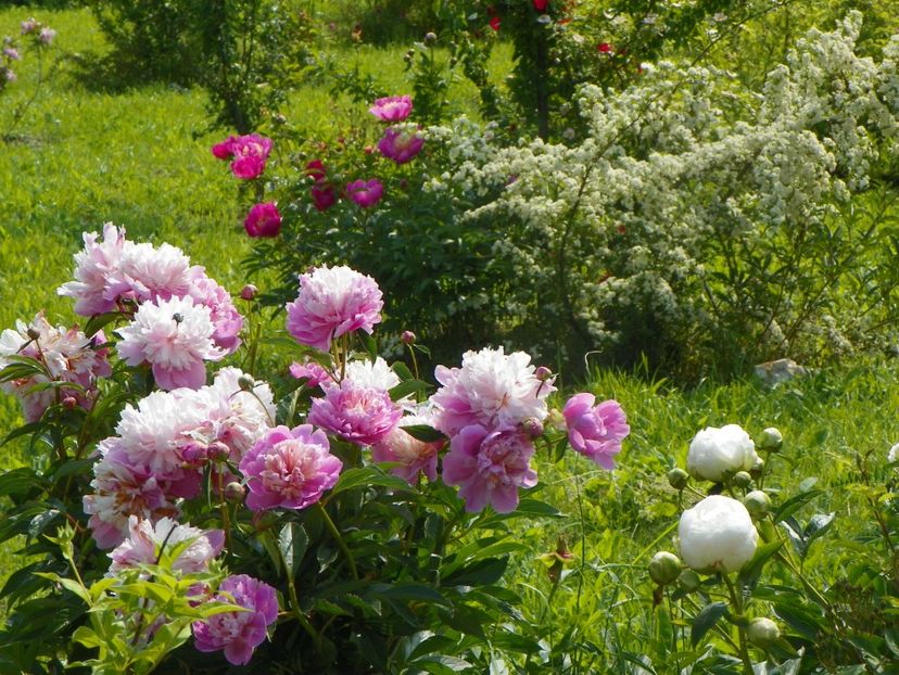 Sorbet si Largo - Irisi si bujori 2019