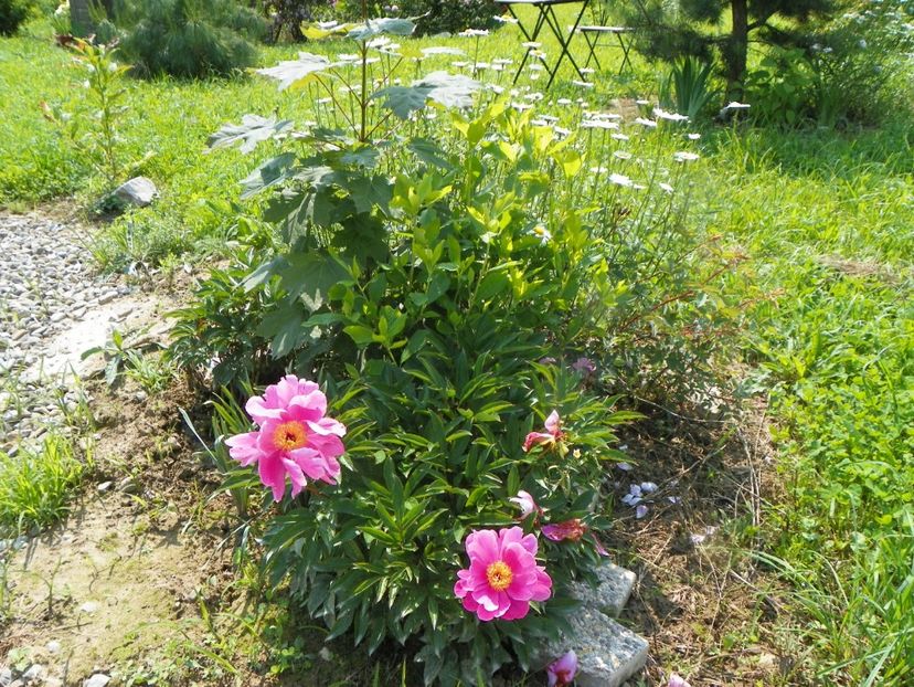 Dancing Butterfly - Irisi si bujori 2019