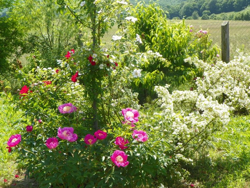 Largo - Irisi si bujori 2019