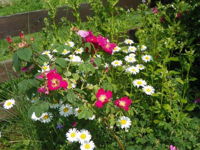 Splendens - Trandafiri 2019 1