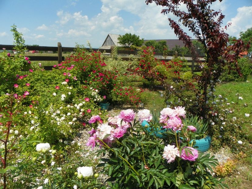 Sorbet - Irisi si bujori 2019