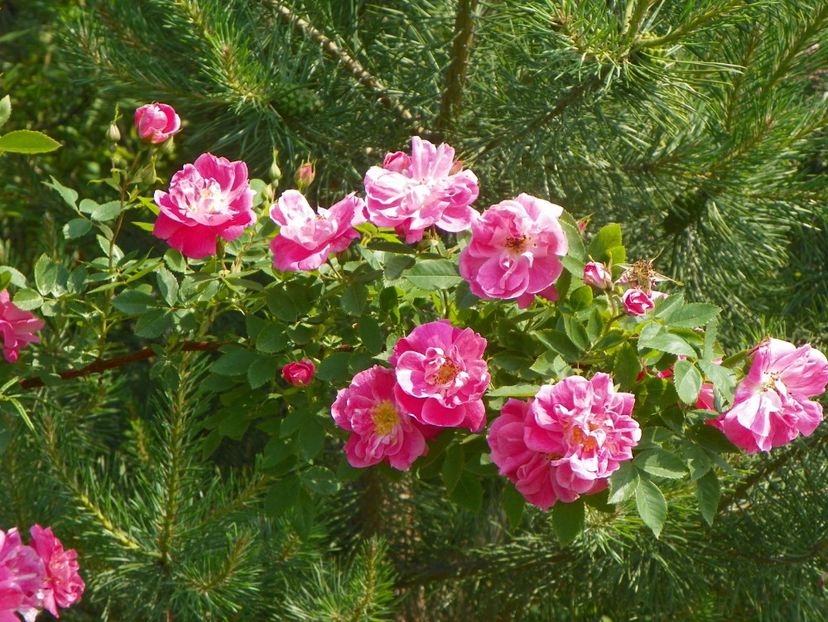 William Baffin - Trandafiri 2019 1