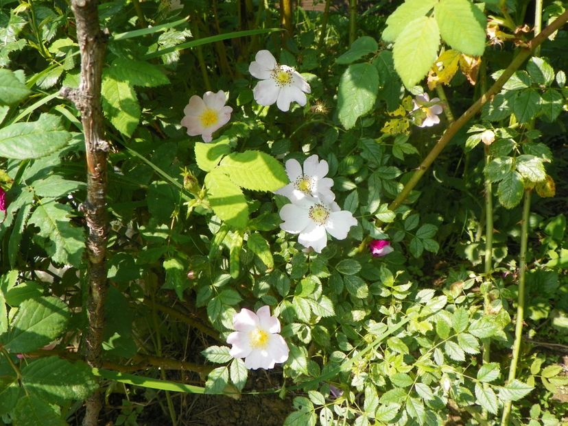 rosa canina - Trandafiri 2019 1