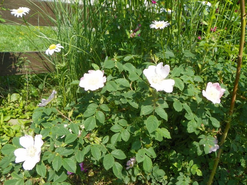 rosa canina - Trandafiri 2019 1