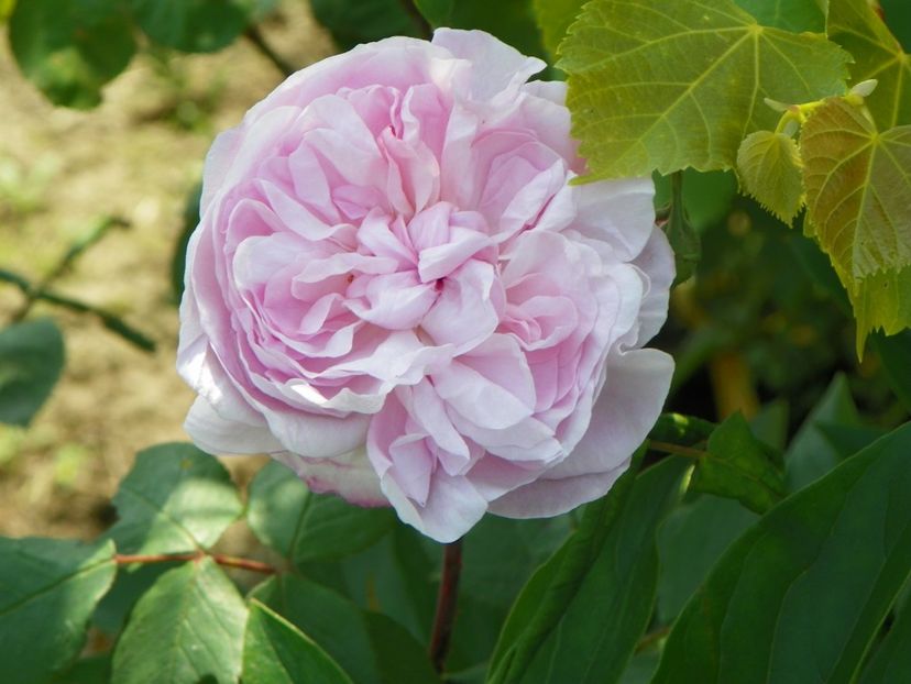 Fantin Latour - Trandafiri 2019 1