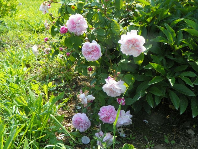 Fantin Latour - Trandafiri 2019 1