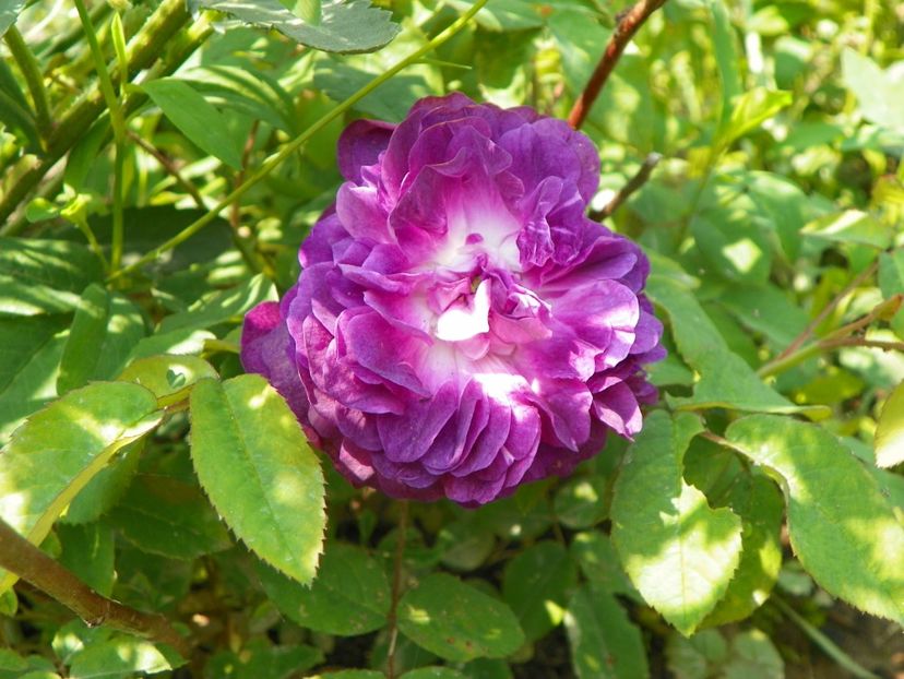 Velours Pourpre - Trandafiri 2019 1