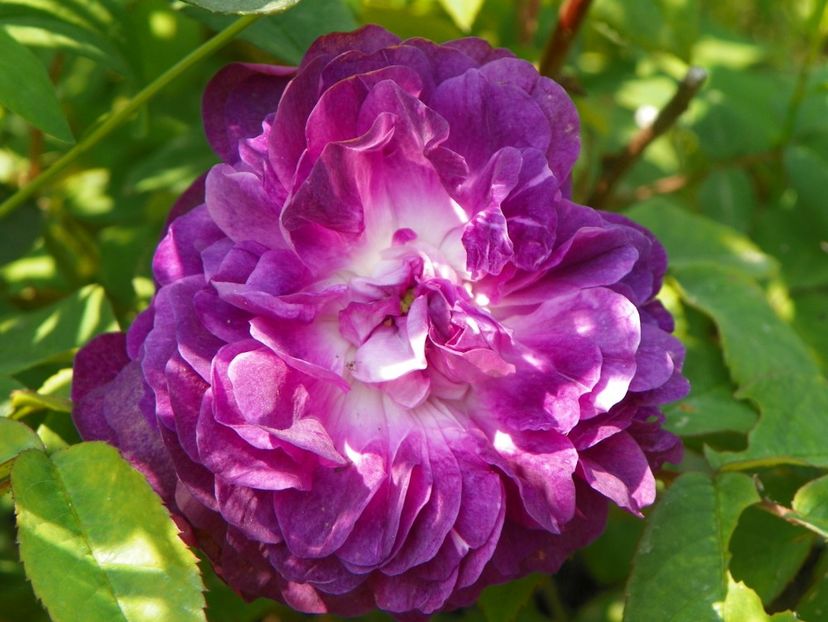 Velours Pourpre - Trandafiri 2019 1