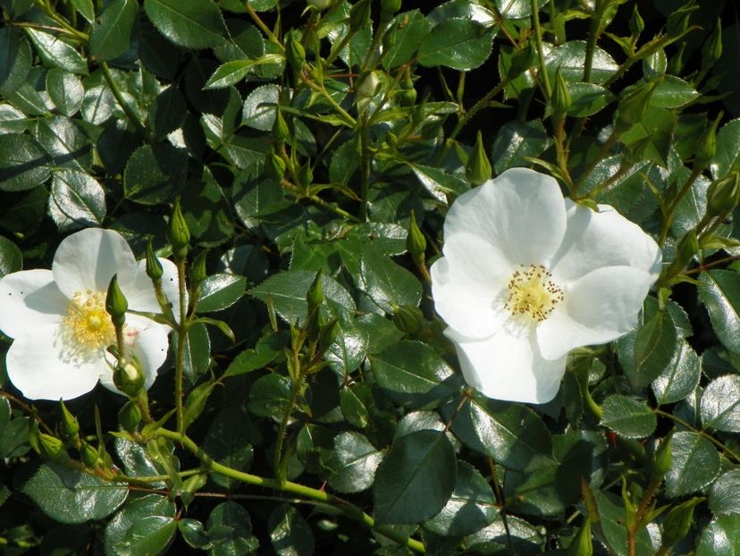 Escimo - Trandafiri 2019 1