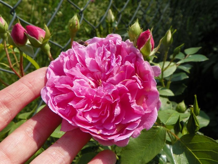 Harlow Carr - Trandafiri 2019 1