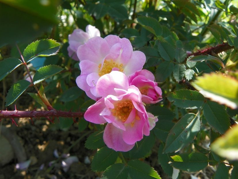 rosa glauca Nova - Trandafiri 2019 1