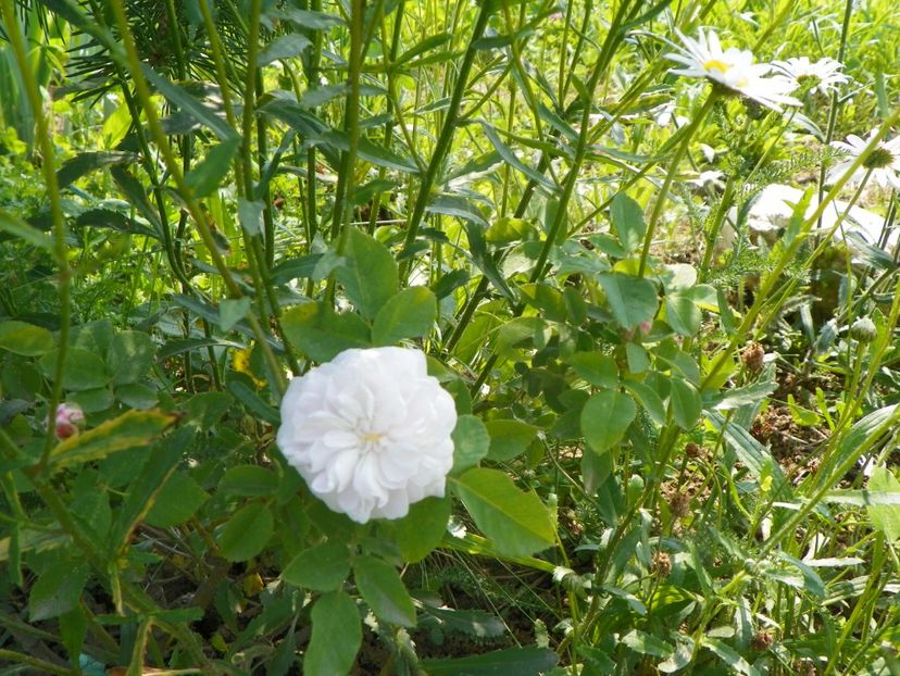 Pompon Blanc Parfait - Trandafiri 2019 1