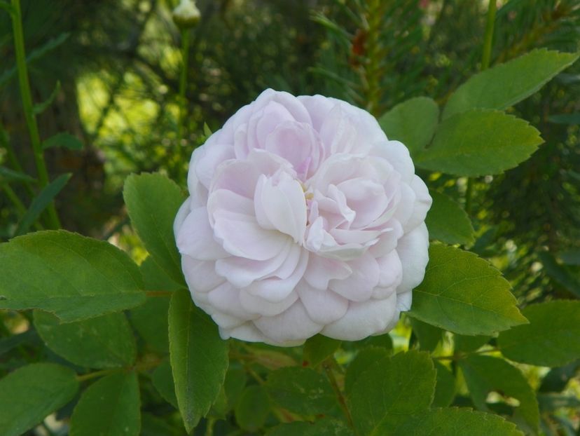 Pompon Blanc Parfait - Trandafiri 2019 1