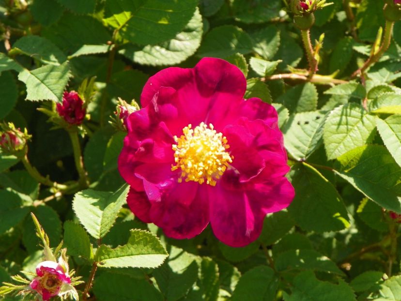 Belle Sultane - Trandafiri 2019 1