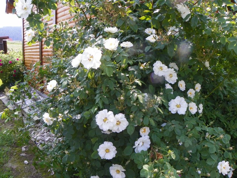 Alba Semiplena - Trandafiri 2019 1