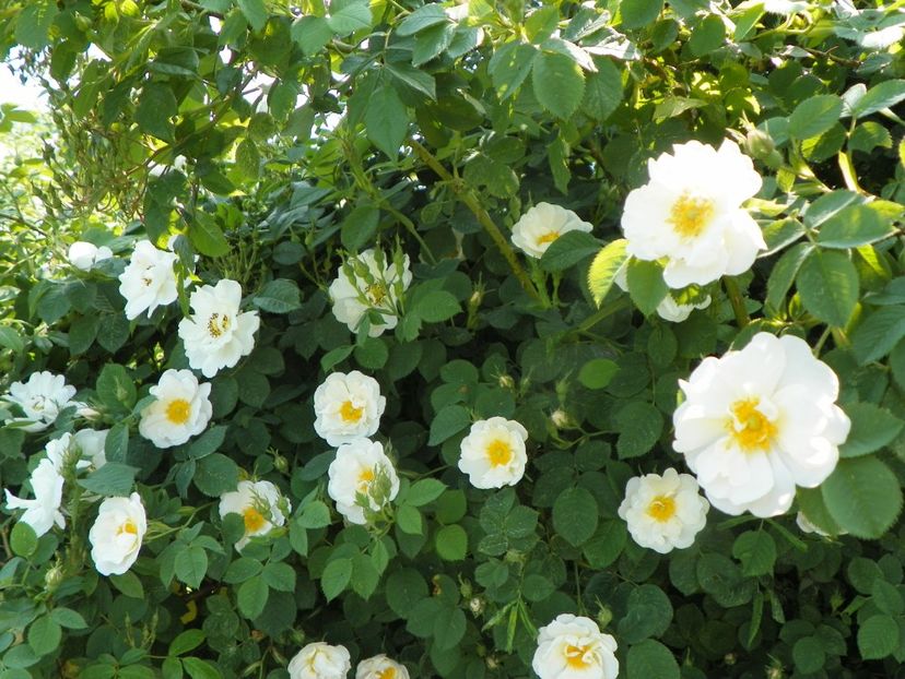 Alba Semiplena - Trandafiri 2019 1