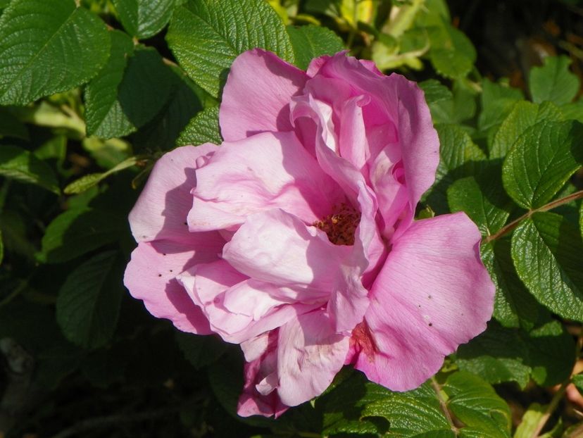 Dwarf Pavement - Trandafiri 2019 1