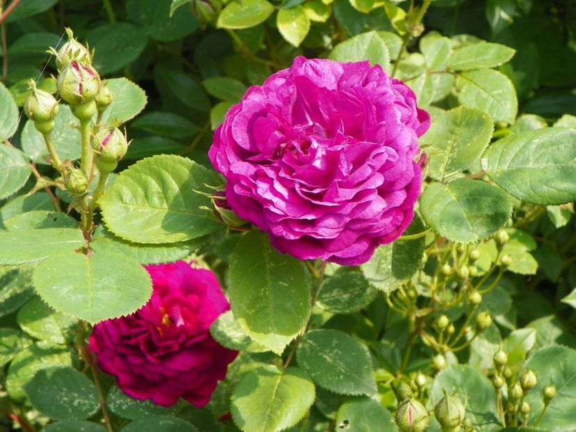 Gipsy Boy - Trandafiri 2019 1