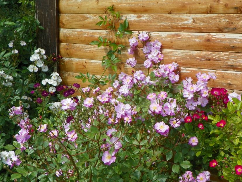 Lavender Dream - Trandafiri 2019 1