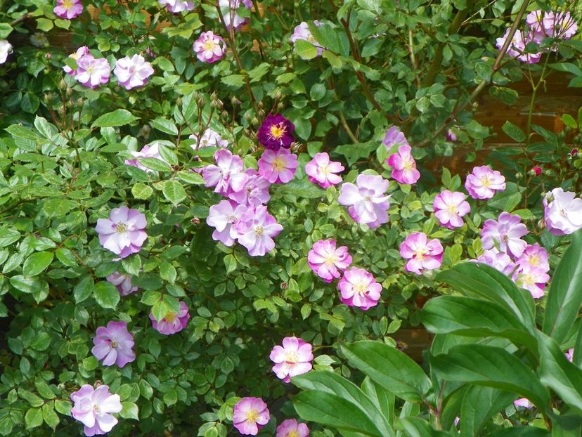 Lavender Dream - Trandafiri 2019 1