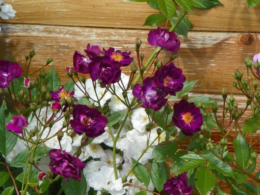 Violette - Trandafiri 2019 1