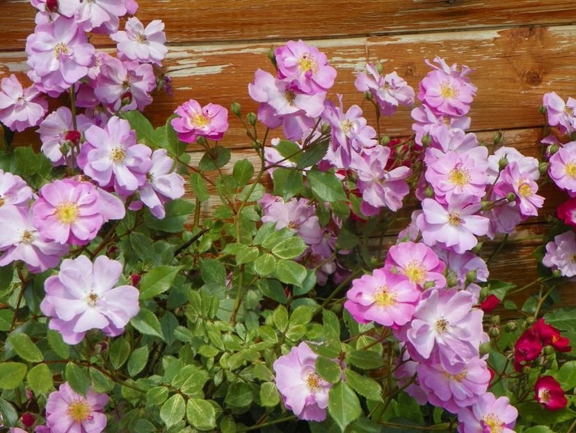 Lavender Dream - Trandafiri 2019 1