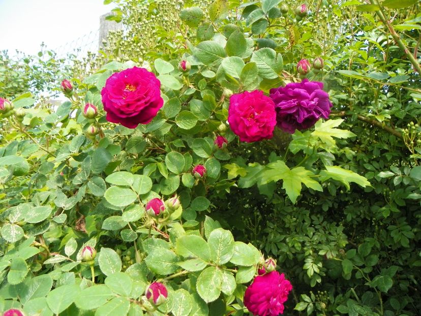 Gipsy Boy - Trandafiri 2019 1