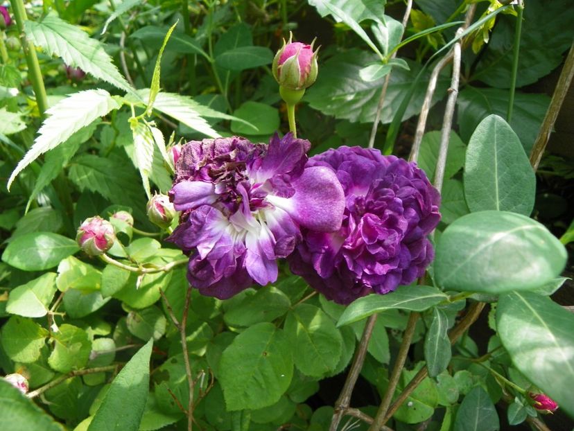 Cardinal de Richelieu - Trandafiri 2019 1