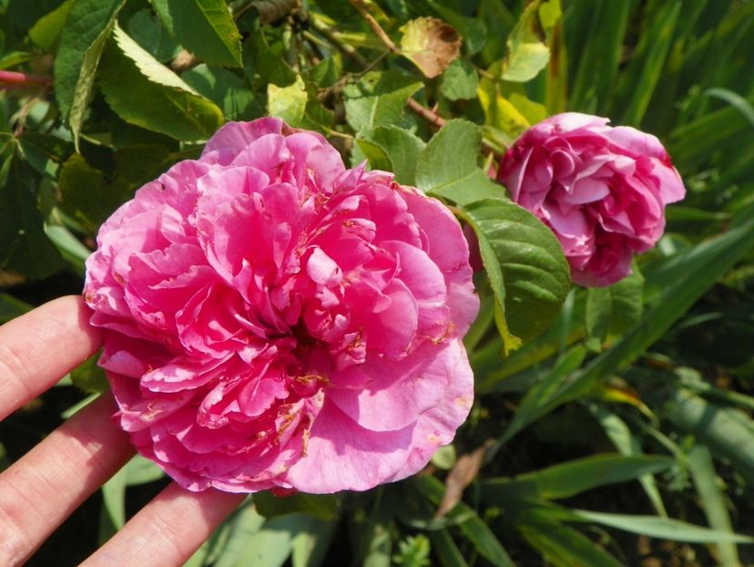 Gertrude Jekyll - Trandafiri 2019 1