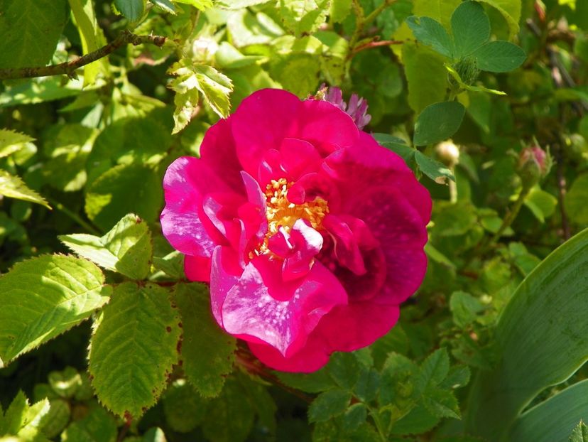 Alain Blanchard - Trandafiri 2019 1