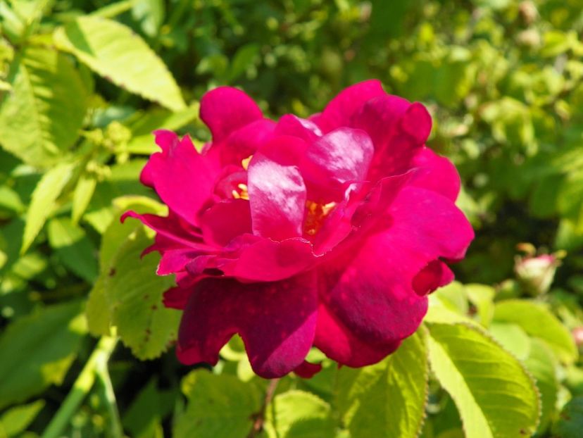 Alain Blanchard - Trandafiri 2019 1