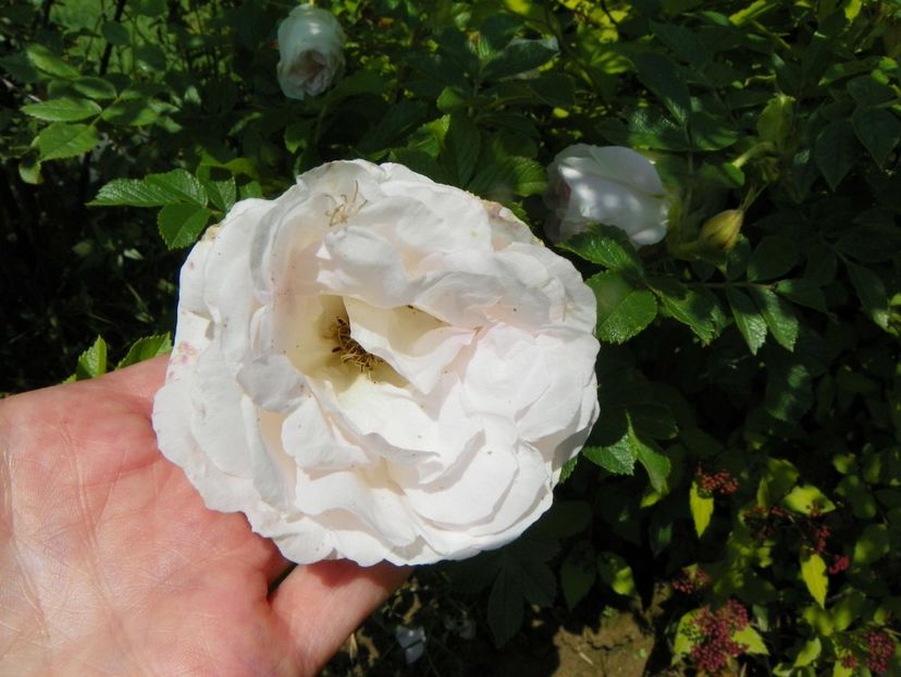 Kamtschatka - Trandafiri 2019 1