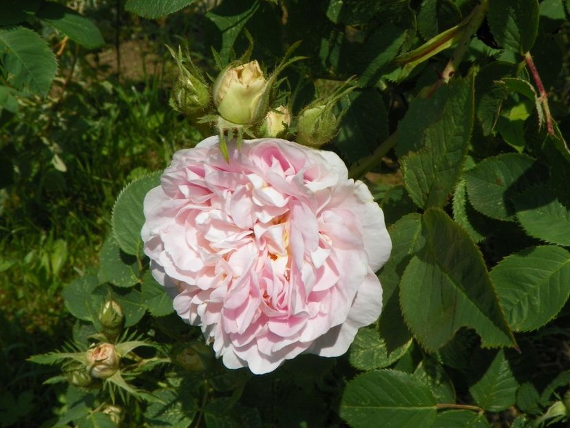 Cuisse de Nymphe - Trandafiri 2019 1