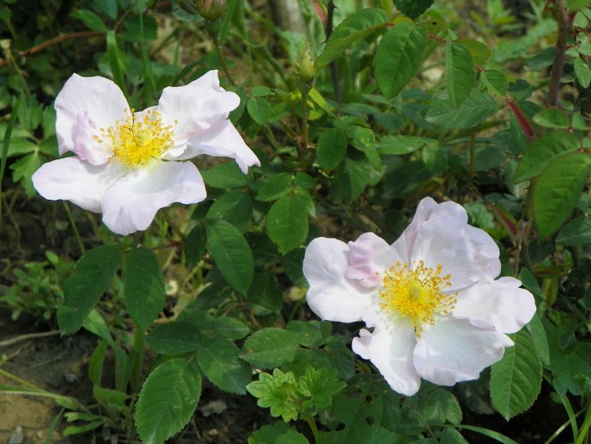 rosa sancta - Trandafiri 2019 1