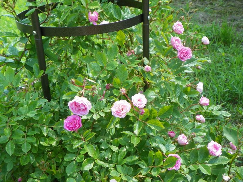 Frau Eva Schubert - Trandafiri 2019 1