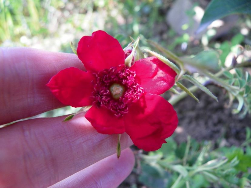 rosa moyesii Geranium - Trandafiri 2019 1