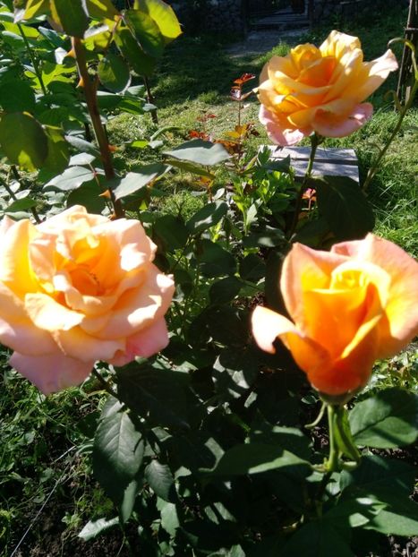 9 iunie - Trandafiri 2019