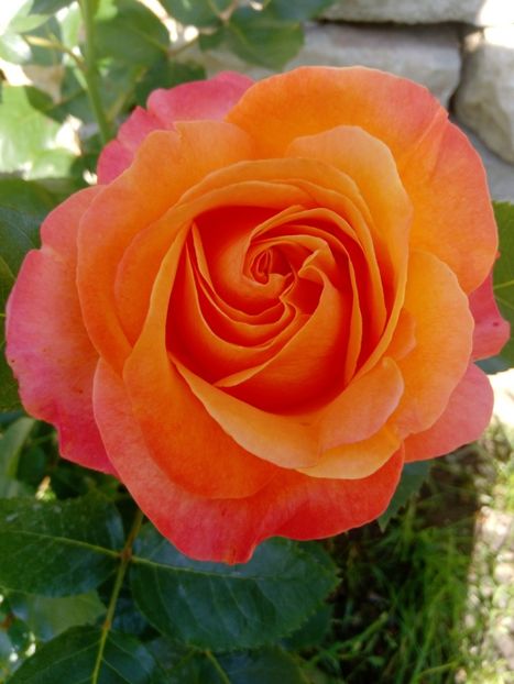 9 iunie - Trandafiri 2019